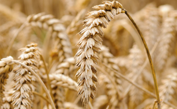 Close up of crops ready for harvesting. 